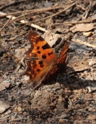 Polygonia c-album.