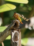 Mosca escorpi (Panorpa communis)