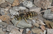 Vespa rotonda (Bembix rostrata)