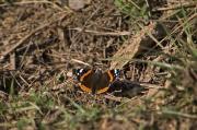 Vanessa atalanta.