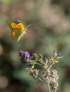 Safranera de l’alfals (Colias croceus)