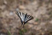 Papallona zebrada. Iphiclides podalirius