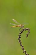 Orthetrum cancellatum 1de2