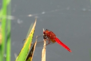 Libèl · lula. Crocothemis erythraea