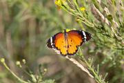 Danaus chrysippus. 1de2