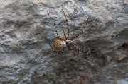 Argiope lobata.Aranya