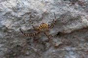 Argiope lobata.Aranya