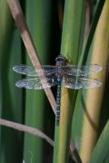 Coenagrion scitilum