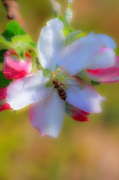 Episyrphus balteatus Syrphidae