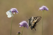 Papilio machaon