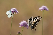 Pieris rapae i Papilio machoon