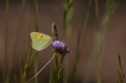 Safranera de l’alfals (Colias croceus)