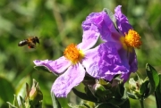Abella de la mel (Apis mellifica)