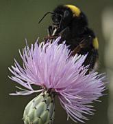Apidae borinot comú (Bombus terrestris)