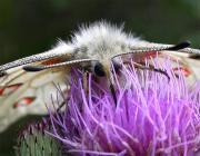 Parnassius Apollo