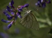 Aporia crataegi