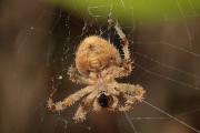 Araneus angulatu