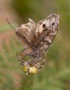 Araneus quadratus amb papallona.