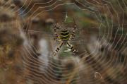 Argiope bruennichi