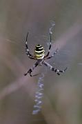 Aranya tigre (Argiope bruennichi)