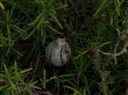 Argiope bruennich