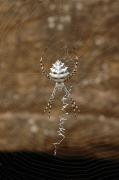 Argiope lobata