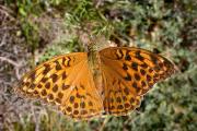 Argynnis paphia