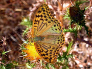 Pandora (Argynnis pandora)