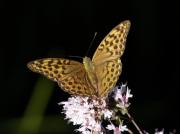 Argynnis paphia