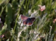 Aricia montensis