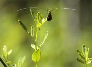 Arna, microlepidòpter  (Adela australis)