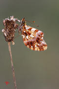 Boloria dia