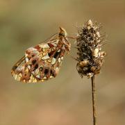 Boloria dia