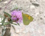 Colias crocea