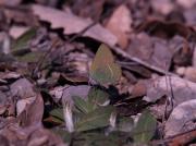 Callophrys rubí