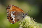 Coenonympha arcaina