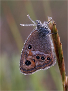 Coenonympha dorus