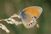 Coenonympha glycerion