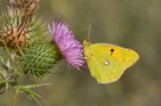 Colias crocea sobre Cirsium vulgare