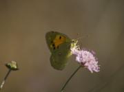 Colias crocea