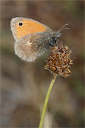 Coenonympha pamphilus