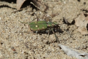 Cicindela campestre.