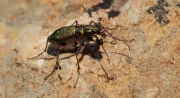 Cicindela campestre (Cicindela campestris)