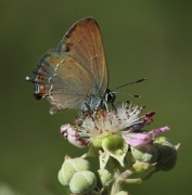 Satyrium esculi