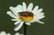 Escarabat  Anthaxia nitidula