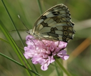 Melanargia galathea femella .