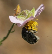 Brunidora (Oxythyrea funesta).