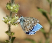 Blaveta comuna  mascle Lysandra bellargus .