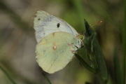 Colias crocea, forma hèlice.