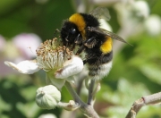 Borinot comú (Bombus terrestris)